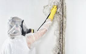 Best Basement Mold Removal in Windber, PA